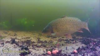 Ловля карпа на бойлы, видео под водой.  Fishing carp baits underwater