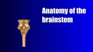 Anatomy of the brainstem lecture