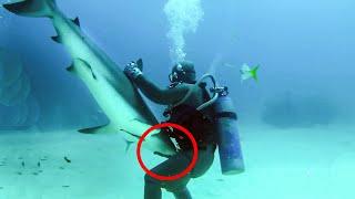 10 Unbelievable Shark Moments Caught on Camera