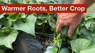 Higher Yields from Warmer Roots