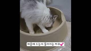 어바웃펫 체험단 야오미고양이종이방석 #체험단 #어바웃펫 #야오미고양이종이방석  @aboutpet_official