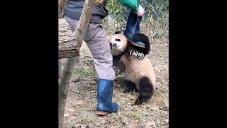 A Playful Baby Panda, FuBao Taking off the Zookeeper's Shoes | Everland Panda World 'FuBao'