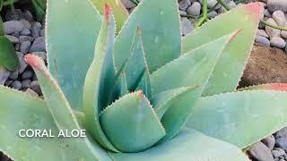 Companion Plants for a Succulent or a Water Wise  Garden