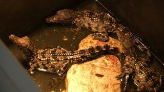 Endangered crocodiles bred at Abidjan's zoo