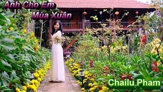 Anh Cho Em Mùa Xuân - Trình bày: Chailu Pham