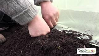 How To Grow Carrots - A Step By Step Guide