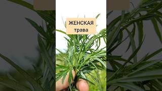Полынь Чернобыльник - женская трава #лекарственныетравы #травы #травник #здоровьебезлекарств