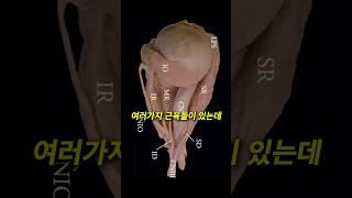 아무도 몰랐던 우리 몸에서 가장 빠른 근육 ㄷㄷ