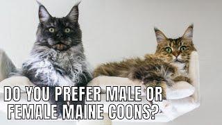 Do You Prefer Male or Female Maine Coons? #MaineCoon Monday 1