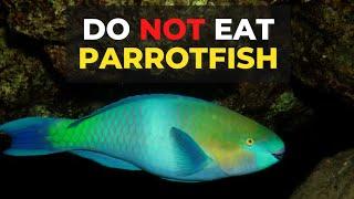 Parrotfish | Most Important Fish In The World | The Planet Voice