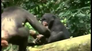 The Last Great Ape: Bonobo Mothers and Sons