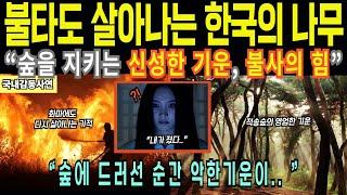 오직 대한민국에만 유럽에는 없는 나무[해외감동사연]