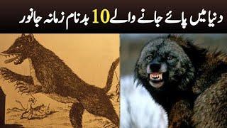 10 Notorious Animals found in the World