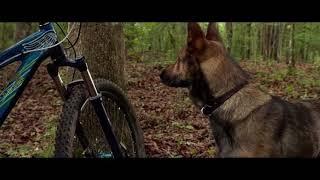 Max 2015: Belgian malinois vs 2 Rottweiler’s!