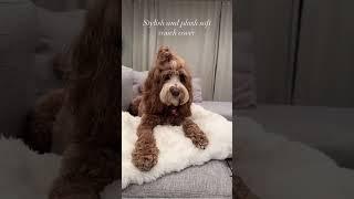The key to keep ur sofa brand new-FuunyFuzzy