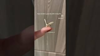 Cute moth to bless your day!
