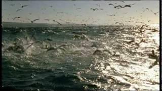 Trailer Blue Planet