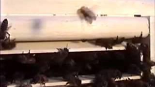 Small Hive Beetles Go to Beetlejail (non-chemical pest control trap)