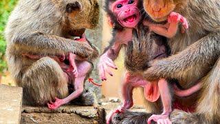 Unbelievable Survival Story of a Newborn Monkey and the young Mother MoMo.