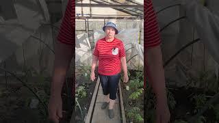 Никогда не высаживайте томаты лежа без необходимости