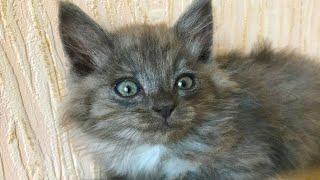 Baby Cats - Cute and Funny Cat Videos. Kitten playing