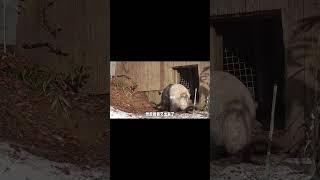 寶家雪中玩樂 #大熊猫 #panda #animals #熊貓堂 #熊