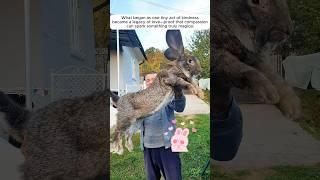 A kind man found a baby rabbit all alone by the road and adopted it #rabbit #animals #shorts