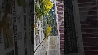 budgies