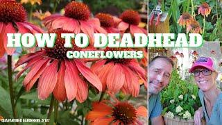  How to Deadhead Coneflowers - QG Day 127 