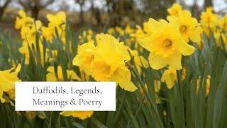 The symbolism of daffodils - the legends, meanings and poetry