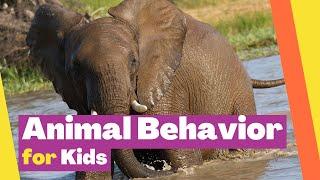 Animal Behaviors Video for Kids: Imprinting, Instinct, Conditioning, and Imitation Explained |