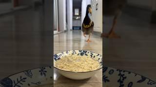 1#  duck  #entertainment #viralshorts