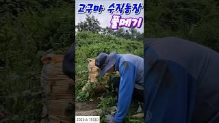 #Machoman 마초맨 고구마 수직농장 풀메기 #호미질 #고구마