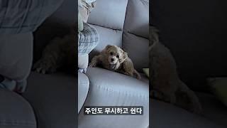 한일부부 주말아침 다들 움직이는데 자는 강아지가 있다~? #애견 #귀여움 #vlog #한일부부 #육아 #육아일기 #국제부부 #韓日夫婦