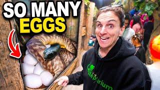 My Snake Laid Eggs In Front Of All My Customers!