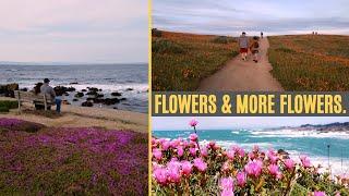 Beautiful Plants and Flowers From Our Travels | Plant Tour | The World Cruisers