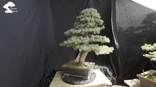 Blue Spruce Picea bonsai from nursery stock