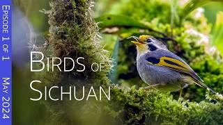 Birding in Sichuan, China's Top Destination with the Most Endemic Bird Species | Longcanggou