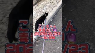 [Weekly Horoscope] Kotchan's Sarcastic Fortune Telling  2025/6/23-6/29