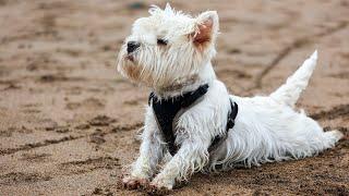 Mila and Dasha the Westies in Cornwall