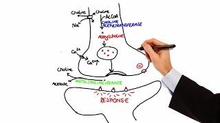 Pharmacology - CHOLINERGIC DRUGS (MADE EASY)