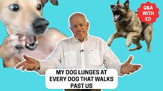 MY DOG LUNGES AT EVERY DOG THAT WALKS PAST US