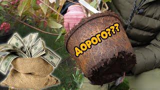 Сколько стоит посадить гортензию? Ответ скрягам, для которых все дорого!