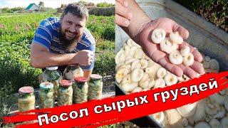 Солю сырые грузди / Вкусный рецепт засолки груздей / #грузди