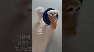 괴롭힘 이르는 중￼