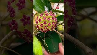 My Hoya Hybrid Blooming outdoors in Late February RHM-2054 #hoyas #houseplants #urbanjungle