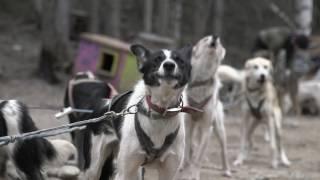 The Truth Behind Dog Sledding