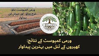 Vermicompost Results in Cucumber Tunnel: Boost Growth & Yield Naturally. Vermicompost in Pakistan.