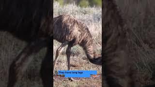 Emu Short #shorts #emu #emus #educational #birds #bigbird #wildlife #Casuariidae #wildlife #wild