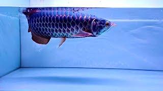 Most Beautiful Purple Devil Arowana Fish In The World